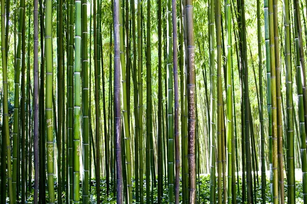 Bambuskog Royaltyfria Stockbilder