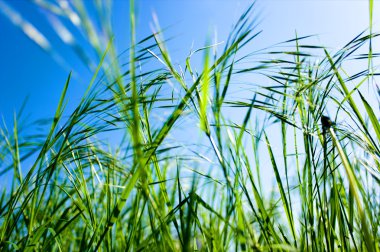 gökyüzünün altında yeşil çimen