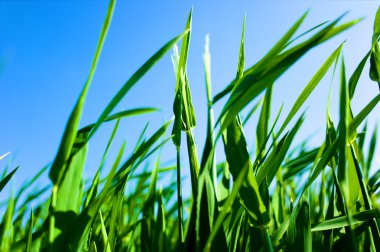 gökyüzünün altında yeşil çimen