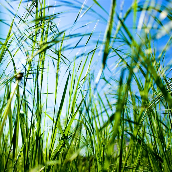 Groen gras onder hemel — Stockfoto