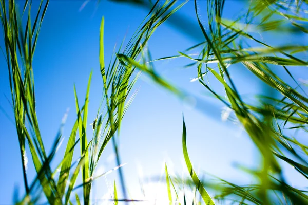 Green grass under sky — Stock Photo, Image