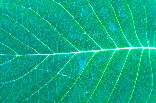 Green leaf texture — Stock Photo, Image