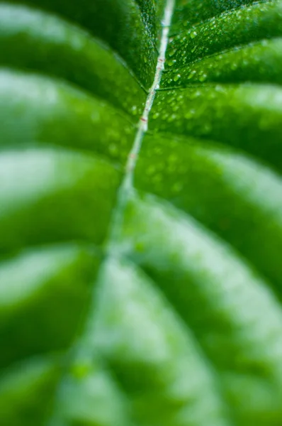 Texture des feuilles vertes — Photo