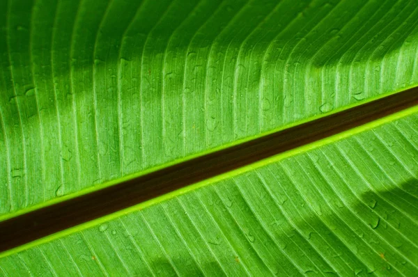 Texture fogliare verde — Foto Stock