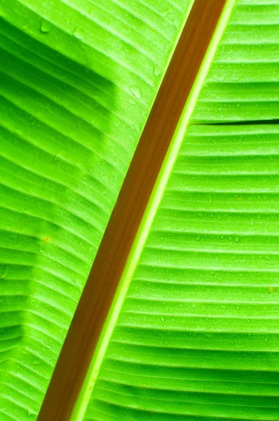 Groene blad textuur — Stockfoto