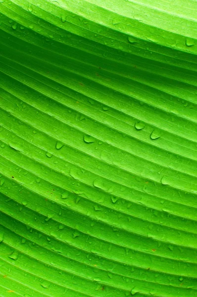 Yaprak yeşil doku — Stok fotoğraf