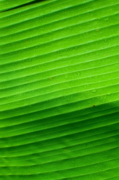 Texture fogliare verde — Foto Stock