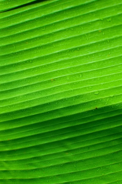 Texture des feuilles vertes — Photo