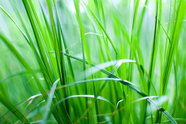 Green grass background — Stock Photo, Image