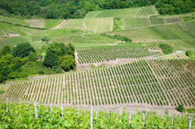 Wineyards