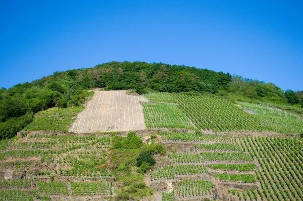 ワイン畑 — ストック写真