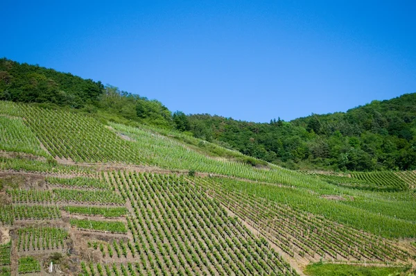 ワイン畑 — ストック写真