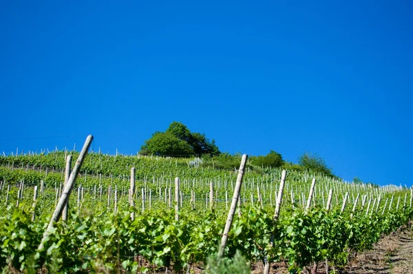 Wineyards — Stock Photo, Image