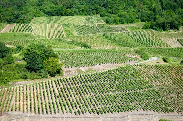 Wijngaarden — Stockfoto