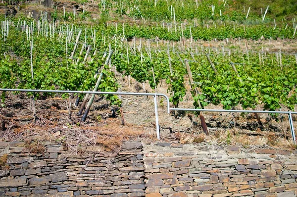 Weinberge — Stockfoto