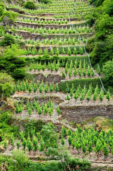 Wineyards — Zdjęcie stockowe