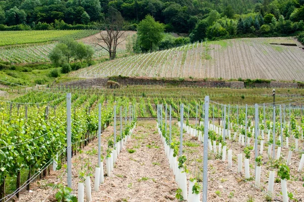 Wineyards — Stock Photo, Image