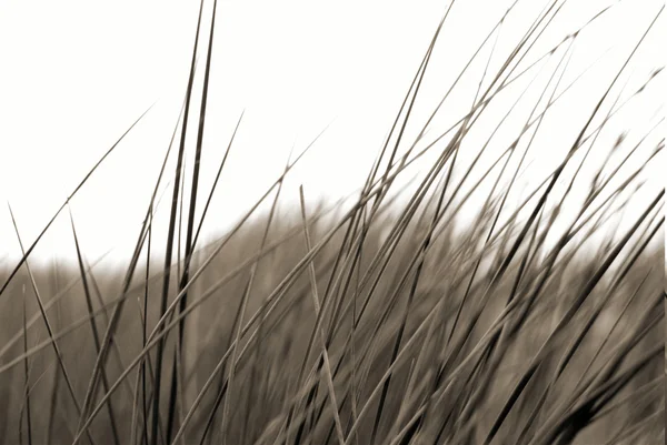 Seagrass — Stock Photo, Image