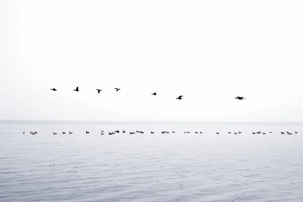 Fiskmåsar — Stockfoto