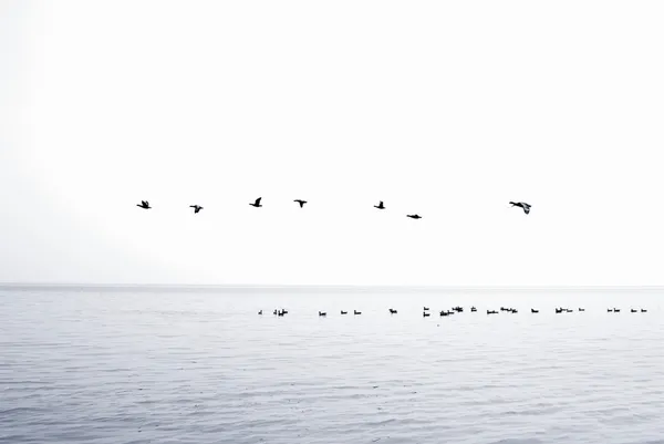 Gaviotas — Foto de Stock