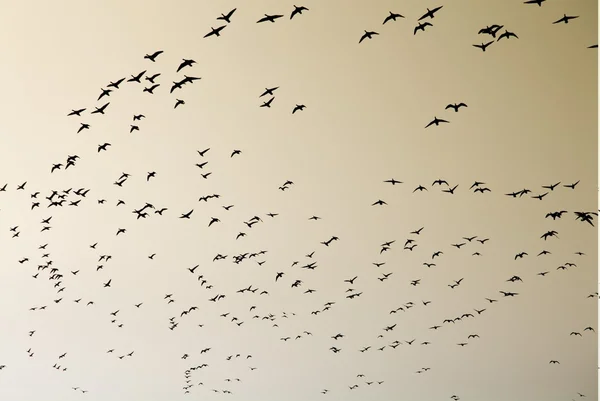 A swarm of birds — Stock Photo, Image