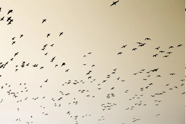 A swarm of birds — Stock Photo, Image