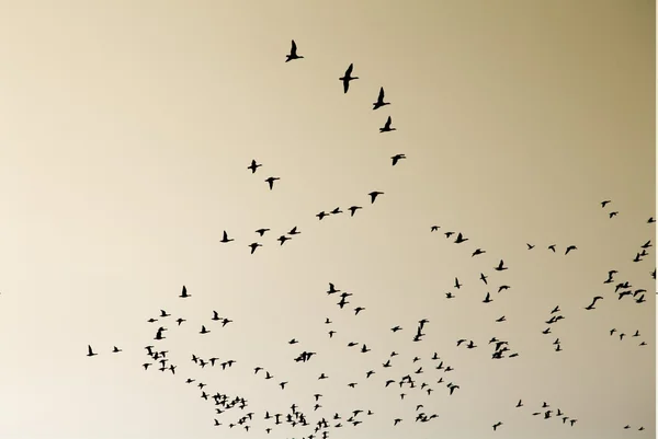 A swarm of birds — Stock Photo, Image