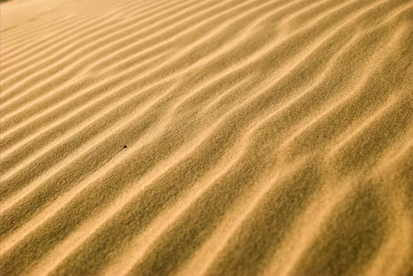 Desert — Stock Photo, Image