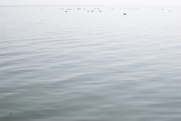 Enxame de pássaros sobre o mar — Fotografia de Stock