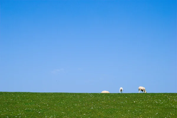 Terras agrícolas — Fotografia de Stock