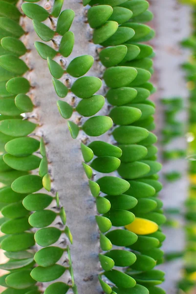 Cactus structures — Stock Photo, Image