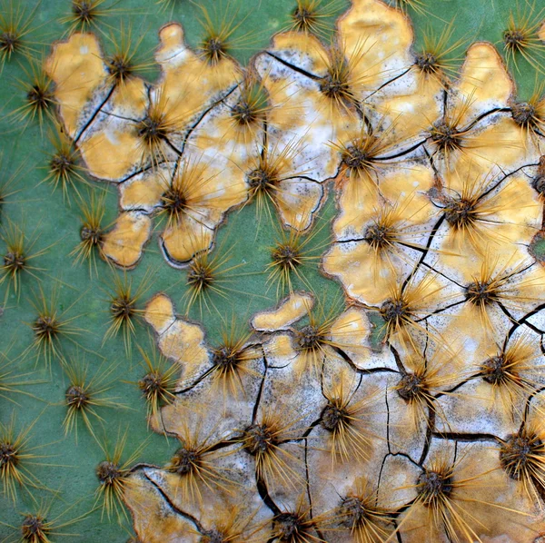 Cactus strukturer — Stockfoto