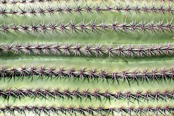 Estructuras de cactus —  Fotos de Stock
