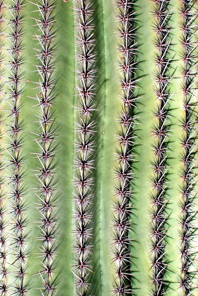 Cactus structuren — Stockfoto