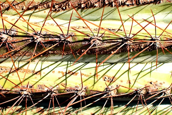 Structures de cactus — Photo