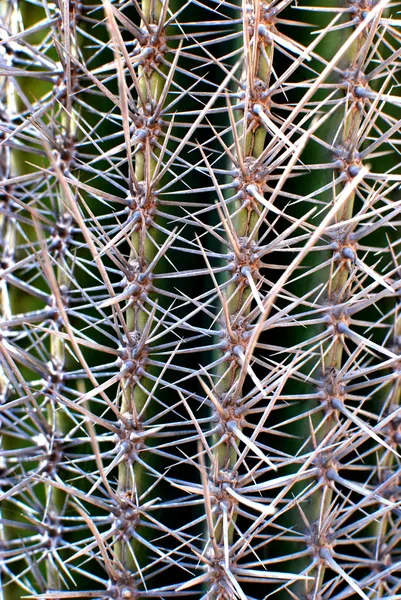 Estruturas de cacto — Fotografia de Stock