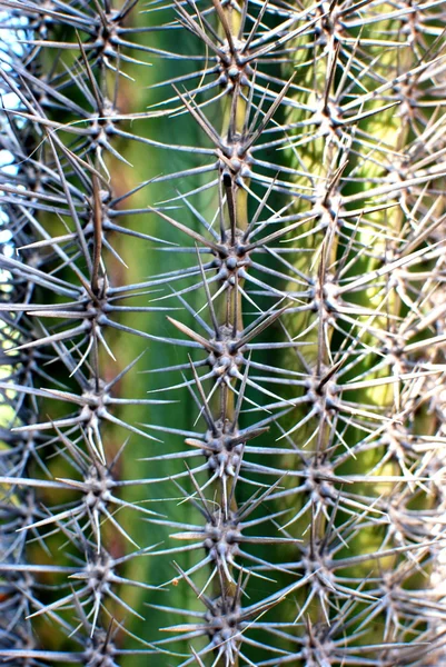 Cactus structures — Stock Photo, Image