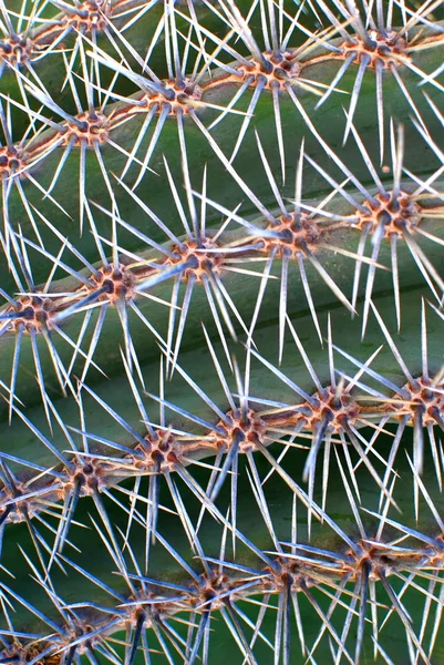 Cactus structures — Stock Photo, Image