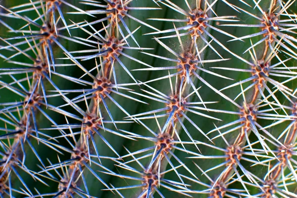Cactus structures — Stock Photo, Image