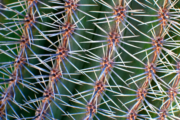 Estruturas de cacto — Fotografia de Stock