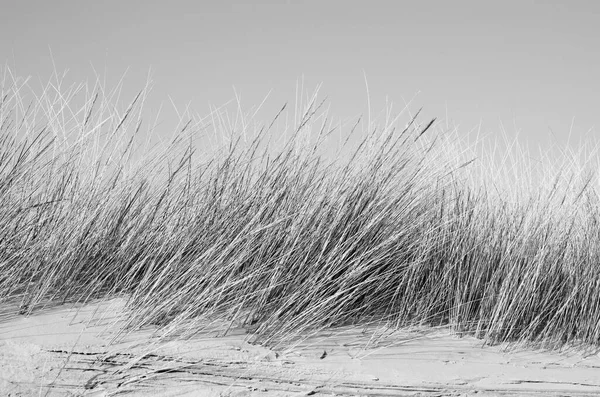 Gras Waait Het Strand — Stockfoto