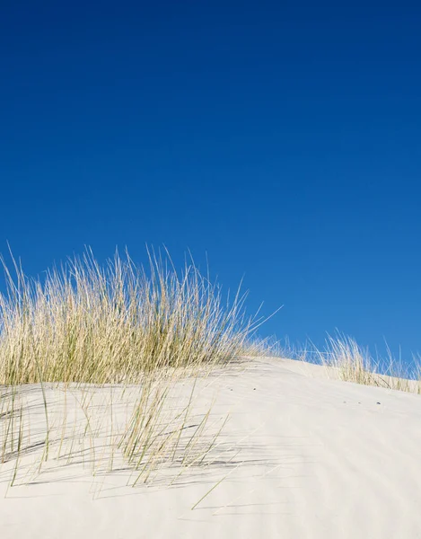 Gräset Blåser Stranden — Stockfoto