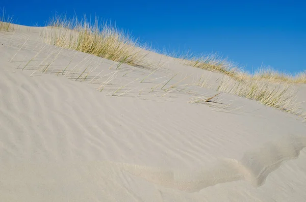 Gräset Blåser Stranden — Stockfoto