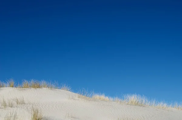 Herbe Souffle Sur Plage — Photo