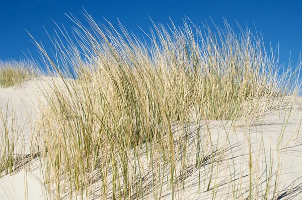 Trawa Wieje Plaży — Zdjęcie stockowe