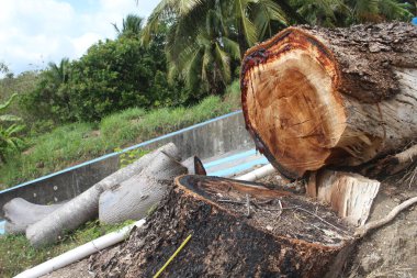 İpek Ağacı ya da Sengon ağaçları köprünün kenarından kesilir, poster tasarımı gibi çeşitli amaçlar için uygundur..