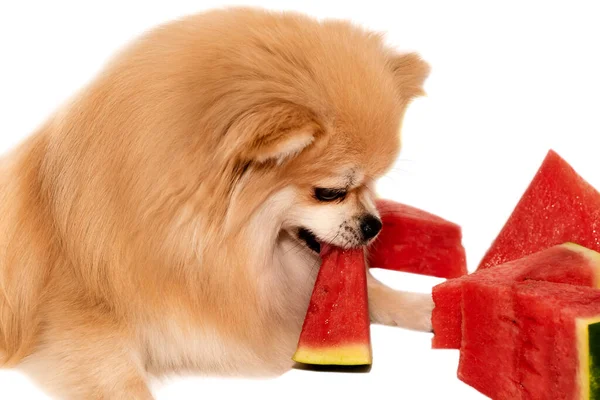 Hunde Fressen Obst Isoliert Pommersche Spitz Isst Wassermelone Auf Weißem — Stockfoto