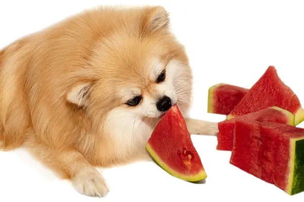 Köpek Yiyen Meyve Izolasyonu Pomeranya Tükürüğü Beyaz Arka Planda Karpuz — Stok fotoğraf