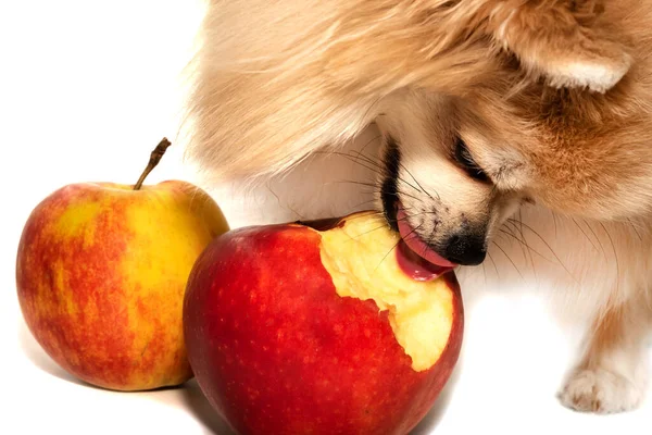 Elma yiyen mutlu Pomeranya tükürüğü beyaz arka planda meyveler. Köpek maması.