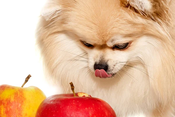 Happy Pomeranian Spitz Jíst Jablka Ovoce Bílém Pozadí Zblízka Psí — Stock fotografie
